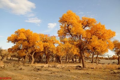 File tranh quảng cáo File tranh phong cảnh thiên nhiên PCN2074 (download file gốc)