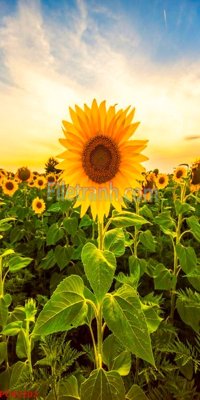 Tải file File tranh phong cảnh thiên nhiên PCN2202 (gốc) làm file thiết kế