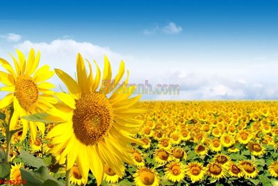 Tải file gốc File tranh phong cảnh thiên nhiên PCN2218 (in khổ lớn) không mờ