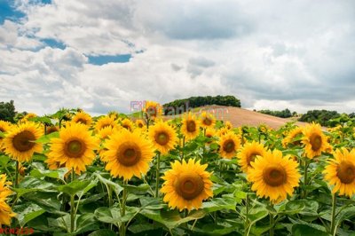 File gốc File tranh phong cảnh thiên nhiên PCN2224 cho in ấn và thiết kế