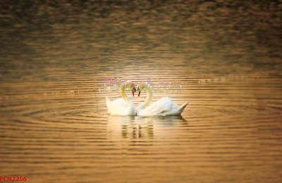 File PSD File tranh phong cảnh thiên nhiên PCN2256 (bản gốc) đã tách nền