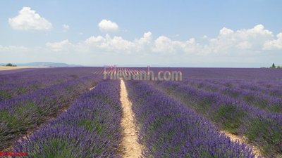 File tranh gốc File tranh phong cảnh thiên nhiên PCN2294 (bản quyền) Filetranh.com