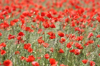 File tranh File tranh phong cảnh thiên nhiên PCN2437 (gốc) chủ đề tĩnh vật