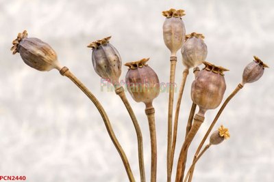 Tải file File tranh phong cảnh thiên nhiên PCN2440 (gốc) chủ đề tôn giáo