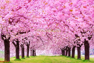 File tranh in trần 3D File tranh phong cảnh thiên nhiên PCN2468 (ảnh gốc)