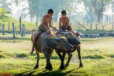 File gốc File tranh phong cảnh thiên nhiên PCN2505 (in lụa) cao cấp