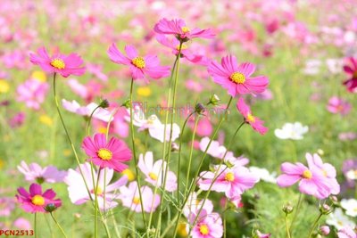 File tranh File tranh phong cảnh thiên nhiên PCN2513 (gốc) in film