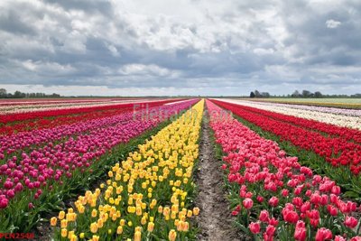 Tải file File tranh phong cảnh thiên nhiên PCN2548 (ảnh gốc) file AI/EPS