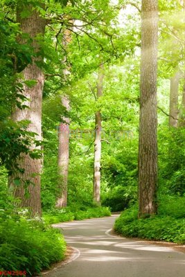 File tranh trang trí File tranh phong cảnh thiên nhiên PCN2565 (tải file gốc)