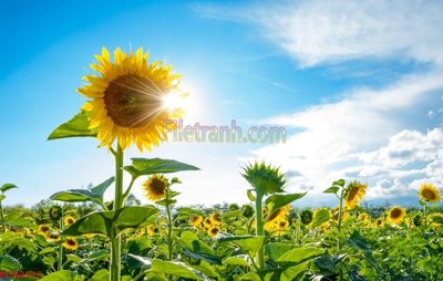 File gốc File tranh phong cảnh thiên nhiên PCN2575 (in tráng gương) nghệ thuật