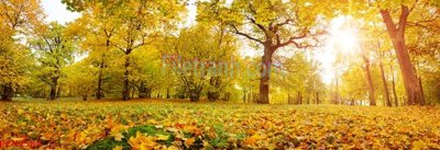 File tranh gốc File tranh phong cảnh thiên nhiên PCN2584 (bản quyền) Filetranh.com