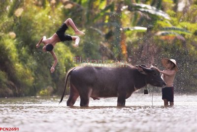 File gốc File tranh phong cảnh thiên nhiên PCN2691 cho in ấn và thiết kế