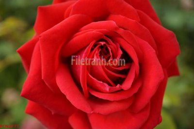 File tranh File tranh phong cảnh thiên nhiên PCN2771 (ảnh gốc) in trần nhà