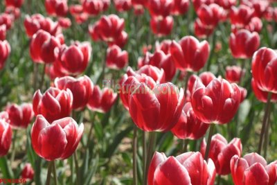 Tải file gốc File tranh phong cảnh thiên nhiên PCN2836 (in tráng gương) 5DFile gốc File tranh phong cảnh thiên nhiên PCN2836 (in ấn) phiên bản premium