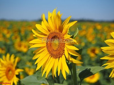 File in trần File tranh phong cảnh thiên nhiên PCN2844 (bản gốc) bầu trời