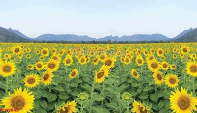 File tranh File tranh phong cảnh thiên nhiên PCN2845 (bản gốc) in lụa 3D