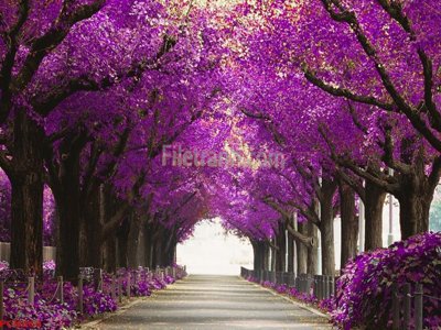 File tranh File tranh phong cảnh thiên nhiên PCN364 (gốc) chủ đề tĩnh vật