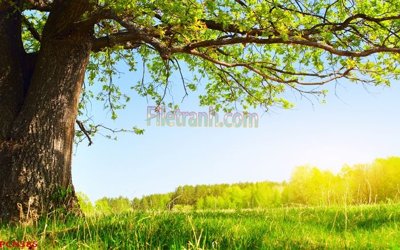 File gốc File tranh phong cảnh thiên nhiên PCN385 (in ấn) không giới hạn