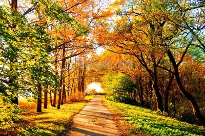 File gốc File tranh phong cảnh thiên nhiên PCN396 (dành cho quảng cáo)