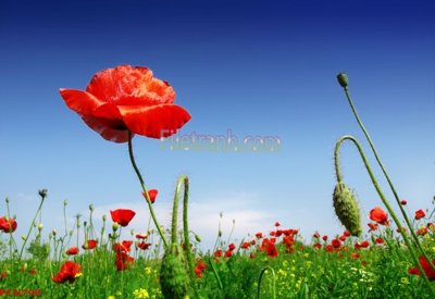 Download file gốc File tranh phong cảnh thiên nhiên PCN798 (in lụa) tranh 3D