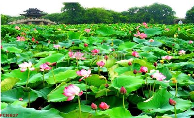 Tải file File tranh phong cảnh thiên nhiên PCN827 (PSD) cho in tranh 3D