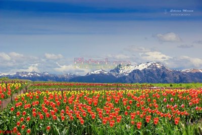 File PSD File tranh phong cảnh thiên nhiên PCN930 (gốc) cho designer