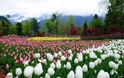 Download file File tranh phong cảnh thiên nhiên PCN936 (gốc) in mica đèn LED