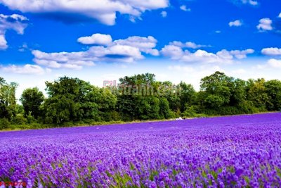 File gốc File tranh phong cảnh thiên nhiên PCN976 (phong cách) châu Âu