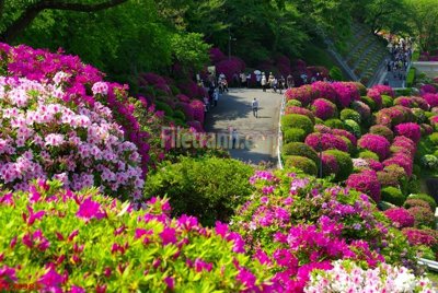 Mua file ảnh gốc File tranh phong cảnh thiên nhiên PCN985 (chất lượng cao)