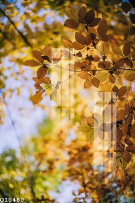 File ảnh File gốc in tranh tổng hợp Q10480 (gốc) in decal dán tường