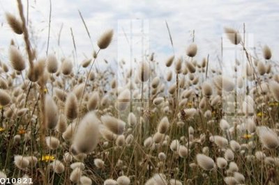 Download file File gốc in tranh tổng hợp Q10821 (chuẩn in) chất lượng cao