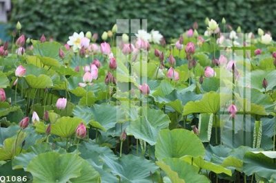 File PSD File gốc in tranh tổng hợp Q1086 (nguyên bản) cho thiết kế