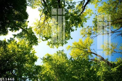 Tải file gốc File gốc in tranh tổng hợp Q11468 (in khổ lớn) không mờ