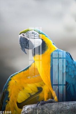 File tranh File gốc in tranh tổng hợp Q1200 (bản gốc) in lụa dán tường