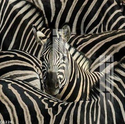 File PSD File gốc in tranh tổng hợp Q1226 (gốc) tách lớp chi tiết