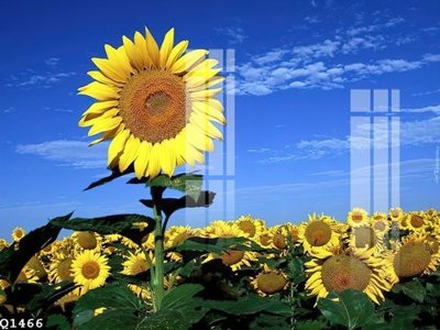 File ảnh File gốc in tranh tổng hợp Q1466 (gốc) in PP, decal