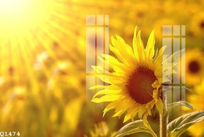 Hình ảnh file gốc in trần nhà File gốc in tranh tổng hợp Q1474