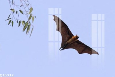 File tranh gốc File gốc in tranh tổng hợp Q15312 (bản đẹp) độc quyền