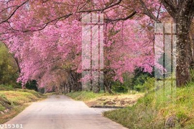 File tranh File gốc in tranh tổng hợp Q15381 (ảnh gốc) chi tiết rõ ràng