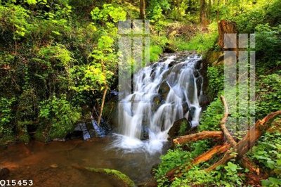 File tranh File gốc in tranh tổng hợp Q15453 (gốc) in film