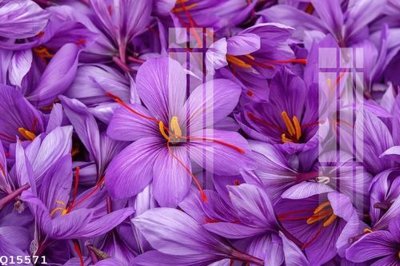 File gốc File gốc in tranh tổng hợp Q15571 (ảnh chi tiết) để in lụa