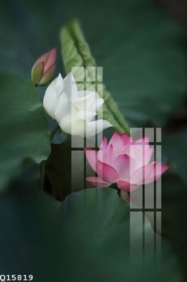 File gốc in ấn File gốc in tranh tổng hợp Q15819 chuẩn màu CMYK