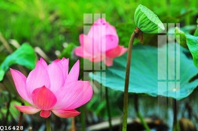 File in trần File gốc in tranh tổng hợp Q16428 (bản gốc) đại dương