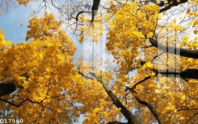 File in trần File gốc in tranh tổng hợp Q17560 (bản gốc) mây trời