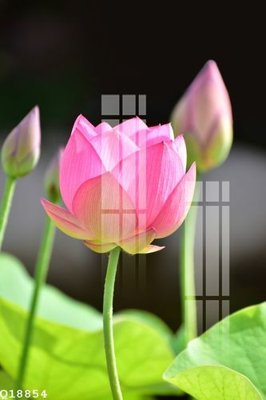 File in trần File gốc in tranh tổng hợp Q18854 (bản gốc) bầu trời