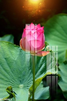 File gốc File gốc in tranh tổng hợp Q19063 (PNG) chất lượng cao