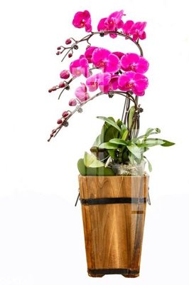 File tranh File gốc in tranh tổng hợp Q19135 (ảnh gốc) độc quyền