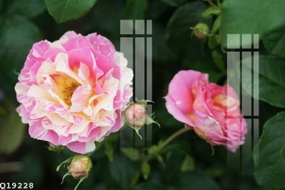 File tranh File gốc in tranh tổng hợp Q19228 (ảnh gốc) chi tiết rõ ràng