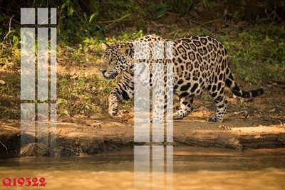 File gốc File gốc in tranh tổng hợp Q19322 (in lụa) chi tiết cao