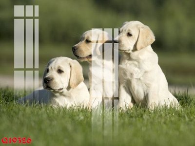 File gốc File gốc in tranh tổng hợp Q19326 (chuẩn CMYK) cho nhà in